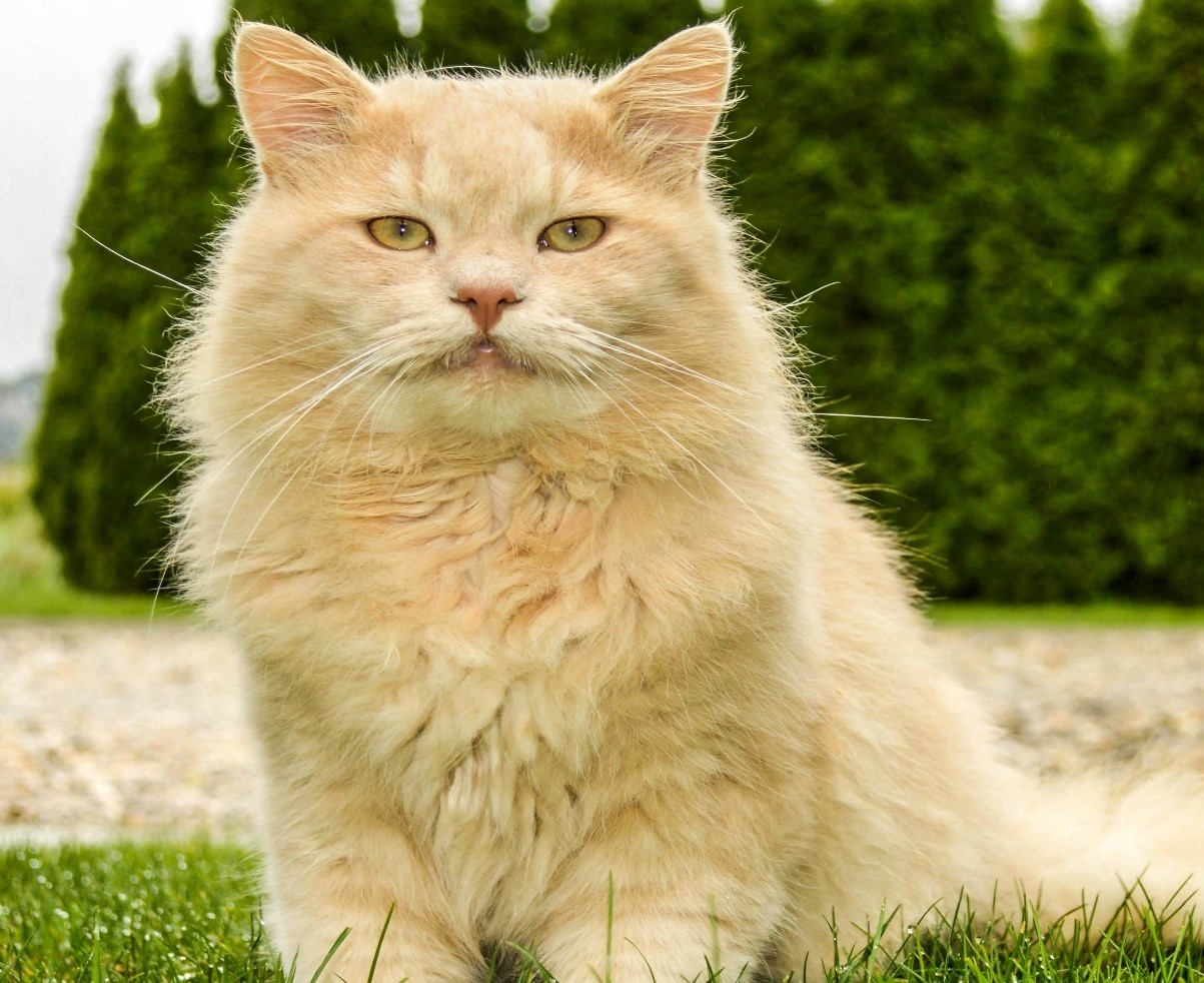 The Majestic Maine Coon Cat