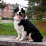 Bernese Mountain Dog