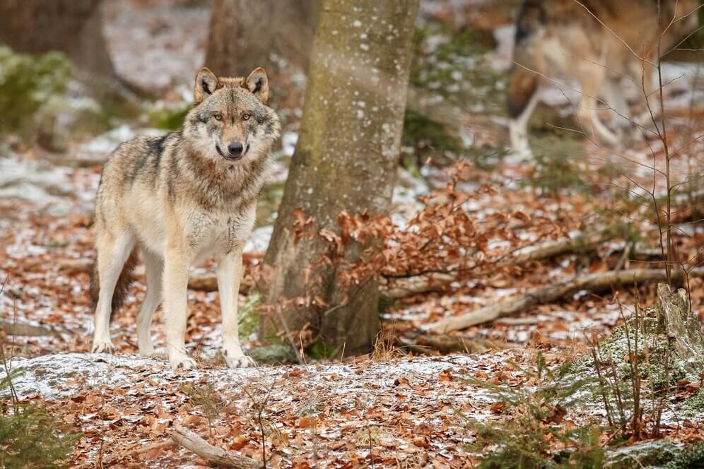 the Tale of Great Wolf Lodge